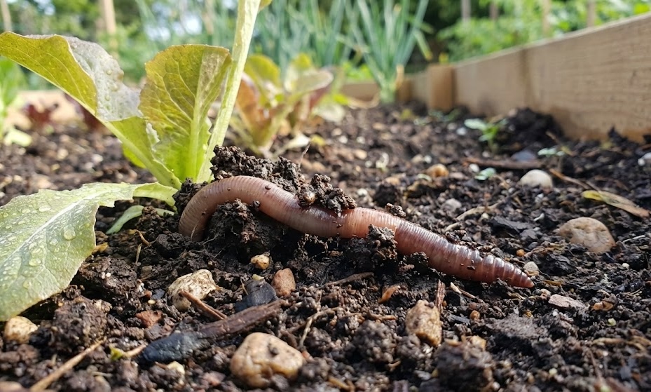 Bodemleven in actie onder de grond